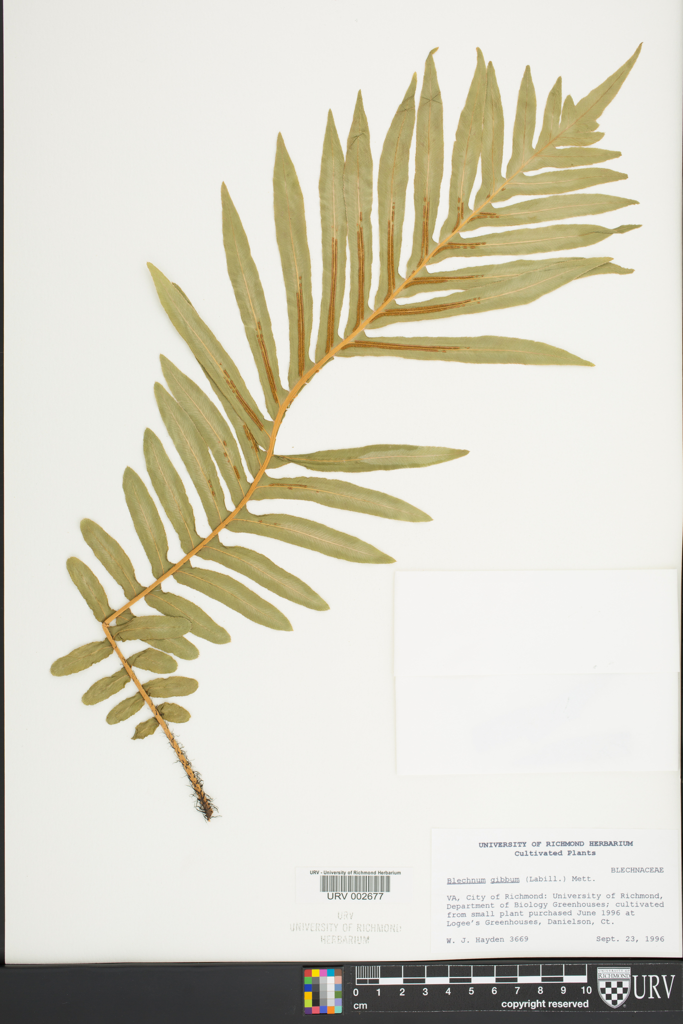 Blechnum gibbum image