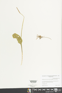 Ophioglossum vulgatum image