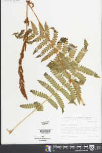 Osmundastrum cinnamomeum var. cinnamomeum image