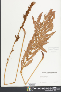 Osmundastrum cinnamomeum var. cinnamomeum image