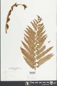 Osmundastrum cinnamomeum var. cinnamomeum image