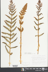 Osmundastrum cinnamomeum var. cinnamomeum image