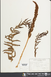 Osmundastrum cinnamomeum var. cinnamomeum image