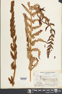 Osmundastrum cinnamomeum var. cinnamomeum image