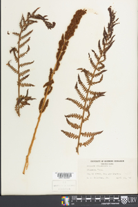 Osmundastrum cinnamomeum var. cinnamomeum image