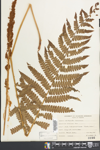 Osmundastrum cinnamomeum var. cinnamomeum image