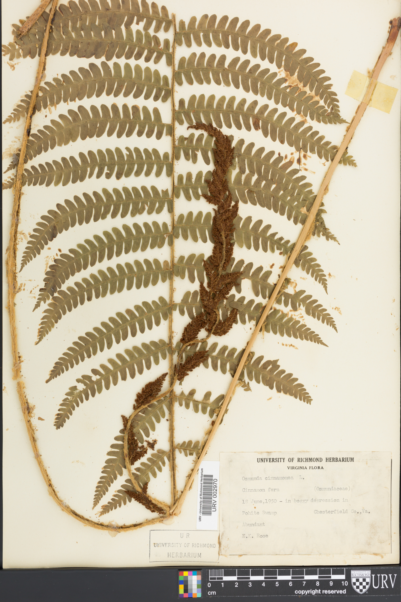 Osmundastrum cinnamomeum var. cinnamomeum image