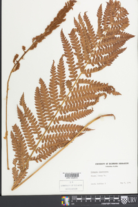 Osmundastrum cinnamomeum var. cinnamomeum image