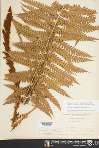 Osmundastrum cinnamomeum var. cinnamomeum image