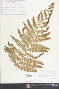 Osmundastrum cinnamomeum var. cinnamomeum image
