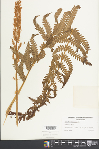 Osmundastrum cinnamomeum var. cinnamomeum image