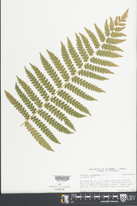 Osmundastrum cinnamomeum var. cinnamomeum image