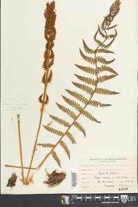 Osmundastrum cinnamomeum var. cinnamomeum image