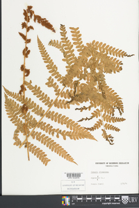 Osmundastrum cinnamomeum var. cinnamomeum image