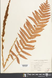 Osmundastrum cinnamomeum var. cinnamomeum image