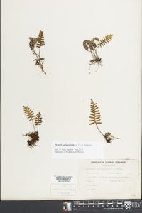 Pleopeltis polypodioides image