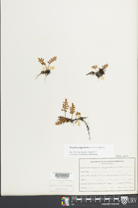 Pleopeltis polypodioides image