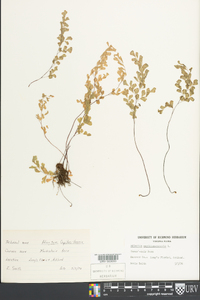 Adiantum capillus-veneris image