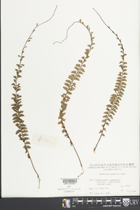 Adiantum caudatum image