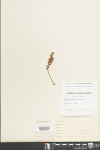 Cheilanthes vestita image