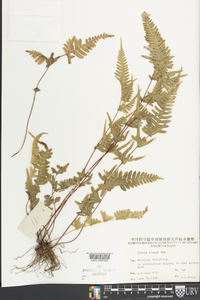 Pteris dispar image