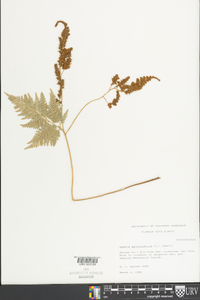 Anemia adiantifolia image