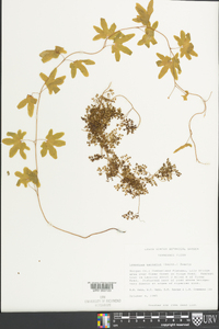 Lygodium palmatum image