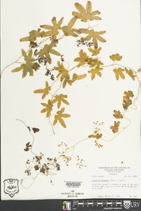 Lygodium palmatum image