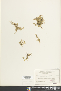 Selaginella apoda image