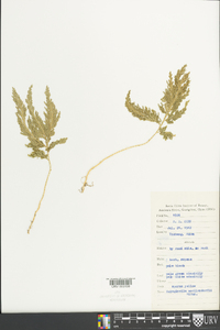 Selaginella moellendorffii image