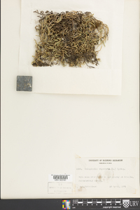 Selaginella rupestris image