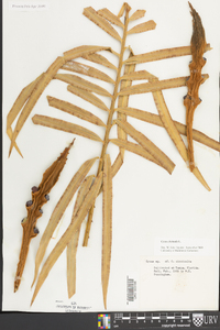 Cycas circinalis image