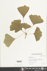 Ginkgo biloba image