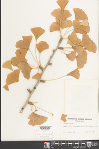 Ginkgo biloba image