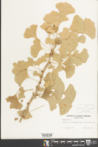 Ginkgo biloba image