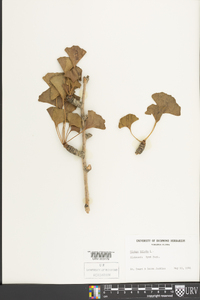 Ginkgo biloba image