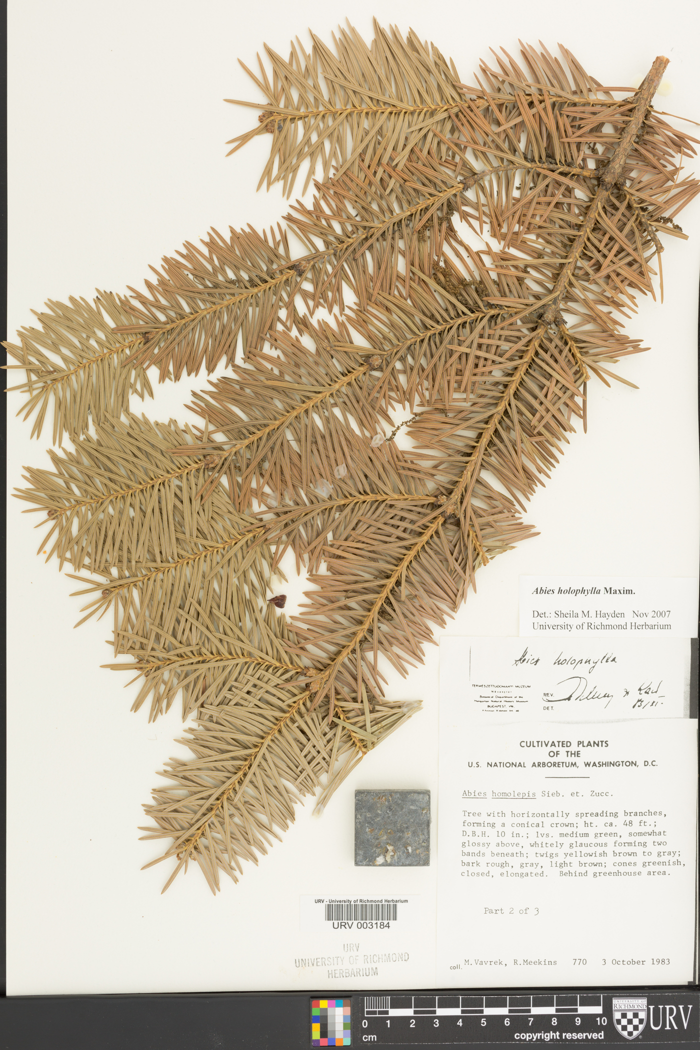 Abies holophylla image