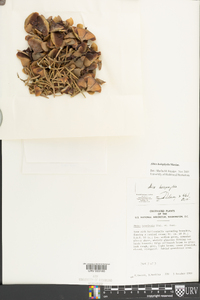 Abies holophylla image
