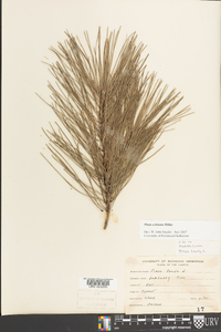 Pinus echinata image