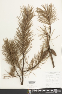 Pinus glabra image