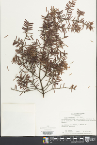 Tsuga canadensis image