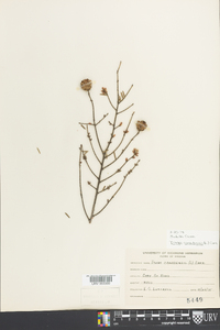 Tsuga canadensis image