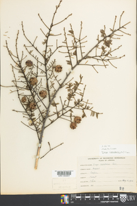 Tsuga canadensis image