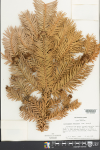 Cunninghamia lanceolata image