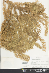 Taiwania cryptomerioides image