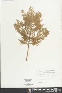 Chamaecyparis thyoides image