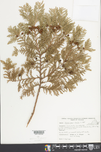 Chamaecyparis thyoides image