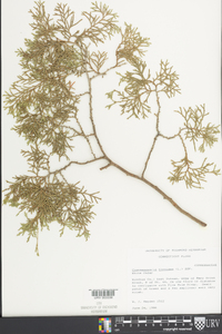 Chamaecyparis thyoides image