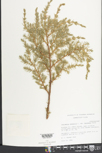 Juniperus communis var. depressa image