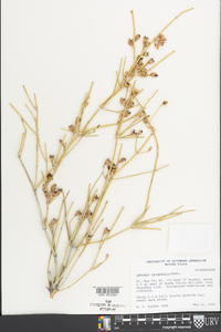 Ephedra nevadensis image